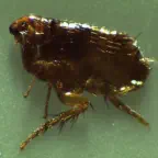 How to control your flea problem.