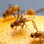 Get rid of fruit flies and protect from unwanted pests!