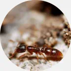 ant pest control Northern Wisconsin, ant prevention, ant control Upper Peninsula 
