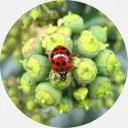 Asian beetle removal, Asian beetle extermination, Asian beetle prevention, Asian beetle exterminator, Asian beetles pest control Northern Wisconsin, Asian beetles control Upper Peninsula