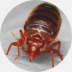 Bedbug removal, bedbug extermination, bedbug prevention, bedbug exterminator, bed bugs pest control Northern Wisconsin, bed bugs control Upper Peninsula, bed bug control, bed bug exterminaton, bed bug removal, bed bug treatment, bedbug elimination, bed bu