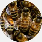 Beehive removal, bee extermination, bee prevention, bee exterminator, bees pest control Northern Wisconsin, bee control Upper Peninsula