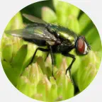 Bottle fly removal, bottle fly extermination, bottle fly prevention, bottle fly exterminator, bottle flies pest control Northern Wisconsin, bottle flies control Upper Peninsula