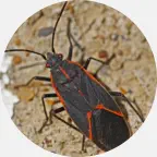 Boxelder bug removal, boxelder bug extermination, boxelder bug prevention, boxelder bug exterminator, boxelder bugs pest control Northern Wisconsin, box elder bug control Upper Peninsula