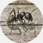 Carpenter ant removal, carpenter ant extermination, carpenter ants prevention, carpenter ants exterminator, carpenter ants pest control Northern Wisconsin, carpenter ant control Upper Peninsula