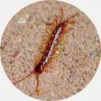 Centipede removal, centipedes extermination, centipede prevention, centipede exterminator, centipedes pest control Northern Wisconsin, centipede control Upper Peninsula