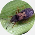Chinch bug removal, chinch bug extermination, chinch bug prevention, chinch bug exterminator, chinch bug pest control Northern Wisconsin, chinch bugs control Upper Peninsula