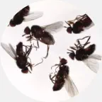 Cluster fly removal, cluster fly extermination, cluster fly prevention, cluster fly exterminator, cluster flies pest control Northern Wisconsin, cluster fly control Upper Peninsula