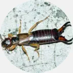 Earwig pest removal, earwig extermination U.P. Michigan, earwig prevention, earwig exterminator, earwigs pest control, earwig bug control company Northern Wisconsin