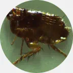 Flea pest removal, fleas extermination U.P. Michigan, flea prevention, flea exterminator, flea pest control, fleas bug control company Northern Wisconsin