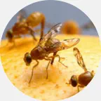 fruit fly removal, fruit fly extermination U.P. Michigan, fruit fly prevention, fruit fly exterminator, fruit fly pest control, fruit flies bug control company Northern Wisconsin