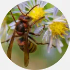 hornet nest removal, hornet nest extermination U.P. Michigan, hornet prevention, hornet exterminator, hornet pest control, hornet bug control company Northern Wisconsin
