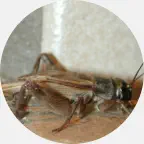 house cricket removal, house cricket extermination U.P. Michigan, house cricket prevention, house cricket exterminator, house cricket pest control, house cricket bug control company Northern Wisconsin