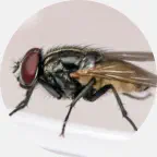 house fly removal, house fly extermination U.P. Michigan, house fly prevention, house fly exterminator, house fly pest control, house flies bug control company Northern Wisconsin