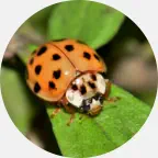 ladybug removal, lady bug extermination U.P. Michigan, lady bugs prevention, ladybug exterminator, lady bug pest control, lady bug control company Northern Wisconsin
