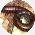 millipede removal, millipede extermination U.P. Michigan, millipede prevention, millipede exterminator, millipede pest control, millipede control company Northern Wisconsin