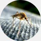 mosquito prevention, mosquito exterminator, mosquito pest control, mosquito control company Northern Wisconsin, pest control Dickinson County MI