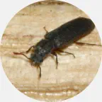 powder post beetle prevention, powder post beetle exterminator, powder post beetle pest control company Northern Wisconsin, pest control services, experienced pest control company