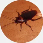 roach prevention, roach  exterminator, licensed pest control professionals for roaches, professional pest control technicians for roaches, roach pest control free estimate