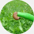 Slug pest control satisfaction guarantee, guaranteed pest control for slugs, affordable pest control for slugs, cost effective pest control for slugs