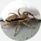 spider control, spider exterminator, spider removal, spider pest control, house spider control, spider infestation, spider prevention, spider control Upper Peninsula, spider control Northern Wisconsin