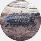 Sowbug commercial pest control, Sowbug commercial pest management, commercial exterminator, business pest control, commercial pest control services, restaurant pest control, restaurant exterminator, sowbug control Upper Peninsula, sowbugs control Northern