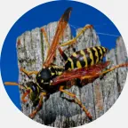 wasp control, wasp exterminator, wasp nest removal, stinging insect control, wasp control Upper Peninsula, wasp control Northern Wisconsin