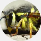 yellow jacket control, yellow jacket exterminator, yellow jacket removal, stinging insect control, yellow jacket nest removal