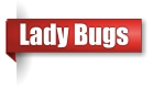 Lady bug exterminator in the Upper Peninsula of Michigan