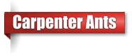 Carpenter ant exterminator in Northern Wisconsin