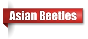 Asian beetle exterminator in Northern Wisconsin