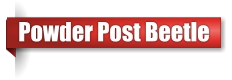 Powder post beetle exterminator in Northern Wisconsin