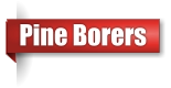 Pine Borer exterminator in Northern Wisconsin