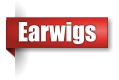 Earwig exterminator in Northern Wisconsin