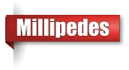 Millipede exterminator in Northern Wisconsin