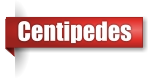 Centipede exterminator in Northern Wisconsin
