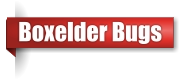 Boxelder bug extermination in Northern Wisconsin