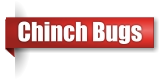 Chinch bug extermination in Northern Wisconsin