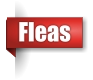 Flea extermination in UP Michigan