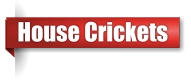 House cricket extermination in UP Michigan
