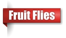 Fruit fly extermination in UP Michigan
