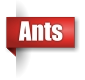 Ant exterminator in the Upper Peninsula of Michigan