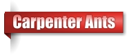 Carpenter ant exterminator in Northern Wisconsin
