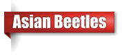 Asian beetle exterminator in Northern Wisconsin