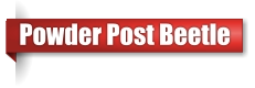 Powder post beetle exterminator in Northern Wisconsin