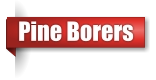 Pine Borer exterminator in Northern Wisconsin