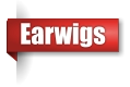 Earwig exterminator in Northern Wisconsin