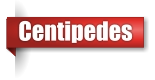 Centipede exterminator in Northern Wisconsin