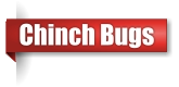 Chinch bug extermination in Northern Wisconsin