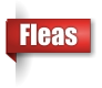 Flea extermination in UP Michigan